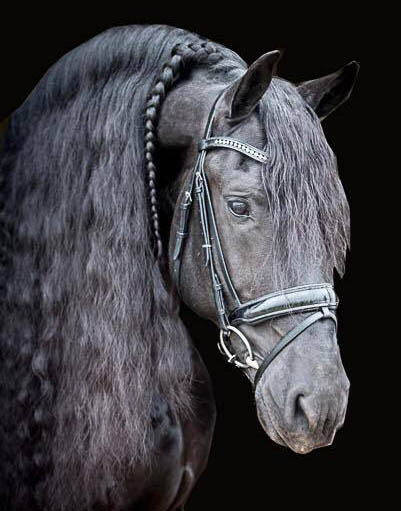 KFPS Friesian Horses